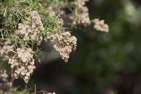 Kroombit Tops National Park Camping Ground - SA Accommodation 2