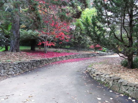 The Jungle Lodge, Blue Mountains Botanic Gardens - SA Accommodation 5