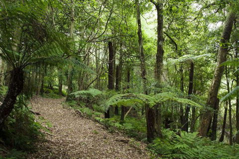 The Jungle Lodge, Blue Mountains Botanic Gardens - SA Accommodation 7