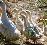 Duck Duck Goose Bed and Breakfast - SA Accommodation