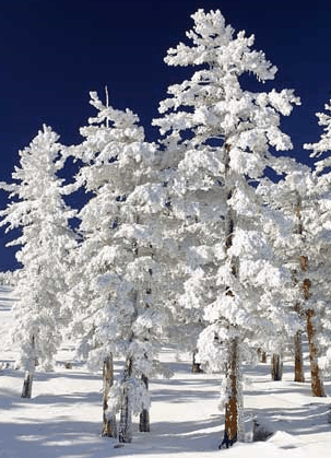 Mt Buller Apartment Management Services - SA Accommodation