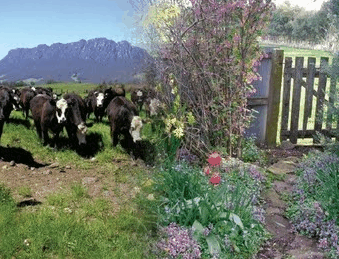 Carinya Farm Holiday Retreat - SA Accommodation 3