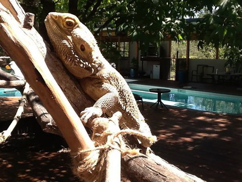 Beechworth Wildlife Stays - SA Accommodation 7