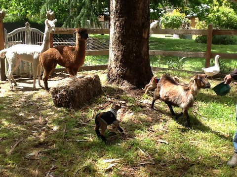 Beechworth Wildlife Stays - SA Accommodation 8