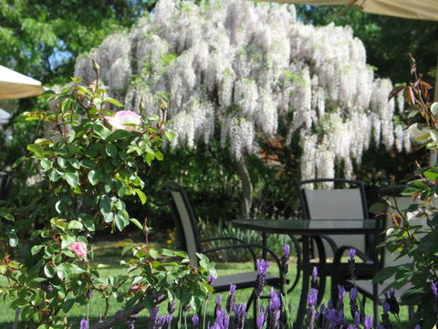 Golden Chain Wine Village Motor Inn - SA Accommodation 5