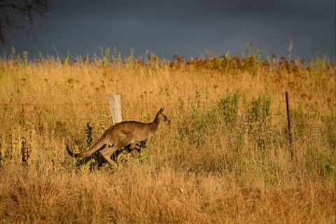 Mt Bellevue Lodge - King Valley - SA Accommodation 5