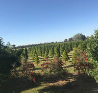 Rutherglen Christmas Trees Farm Stay - SA Accommodation