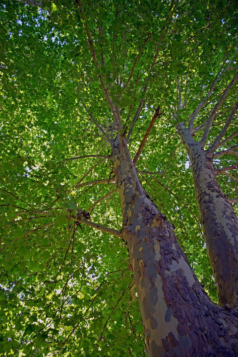 Ardern's Caravan Park Myrtleford - SA Accommodation 2