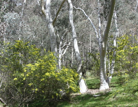 Highfield Farm And Woodland Bush Campsites - SA Accommodation 4