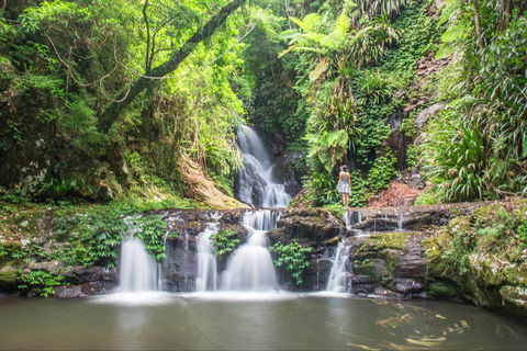 O'Reilly's Rainforest Retreat - SA Accommodation 0