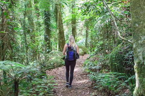 O'Reilly's Rainforest Retreat - SA Accommodation 5