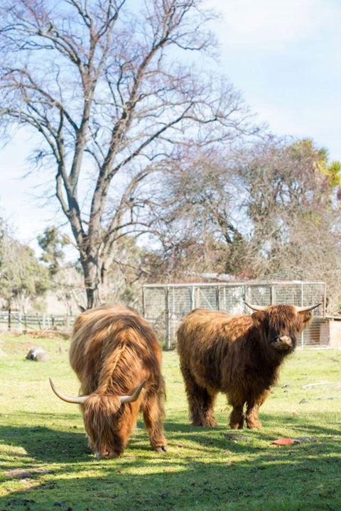 Ratho Farm - SA Accommodation 8