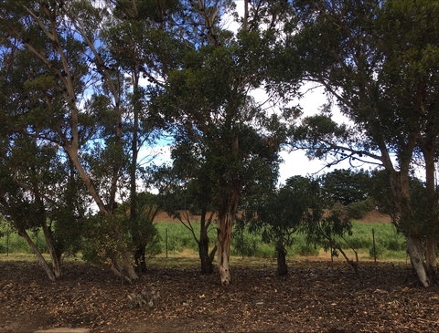 Eldorado Tourist And Residential Park - SA Accommodation 6