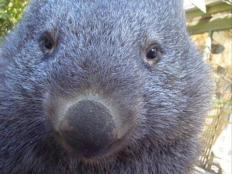 Kingbilli - SA Accommodation 5