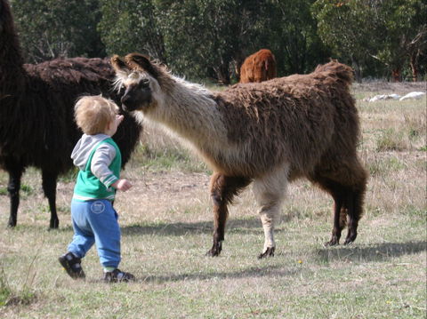 Kingbilli - SA Accommodation 6