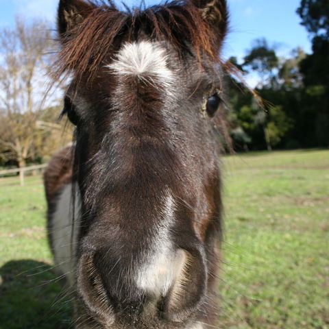 Kingbilli - SA Accommodation 8