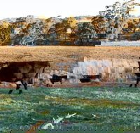 Lone Pine Homestead - SA Accommodation