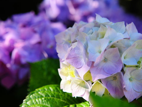 Crays Accommodation - The Esplanade - SA Accommodation 1