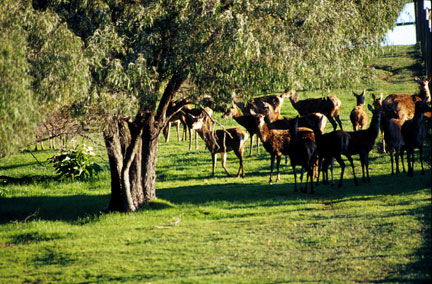 Caves Road Chalets - SA Accommodation 2