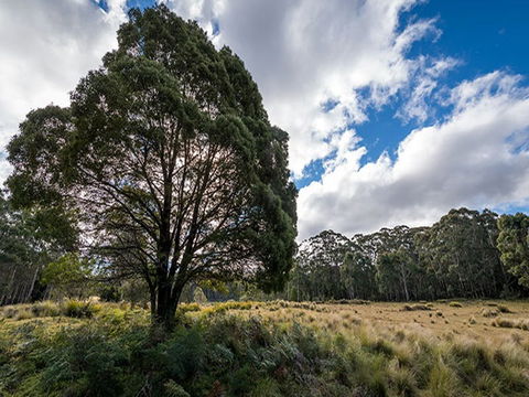 Nunnock Campground - SA Accommodation 0