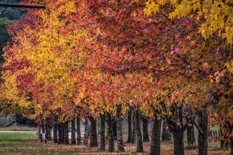 Porepunkah Bridge Holiday Park - SA Accommodation 2