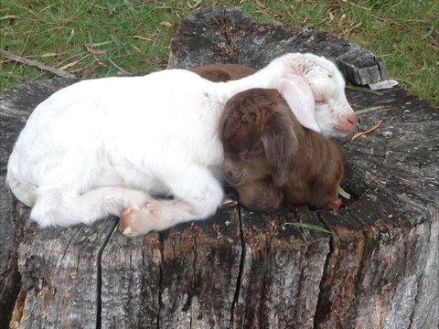 Engadine Cottage - SA Accommodation 1