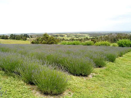 Serendipity Lavender Farm - SA Accommodation 1