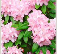 Cambridge Cottages - SA Accommodation