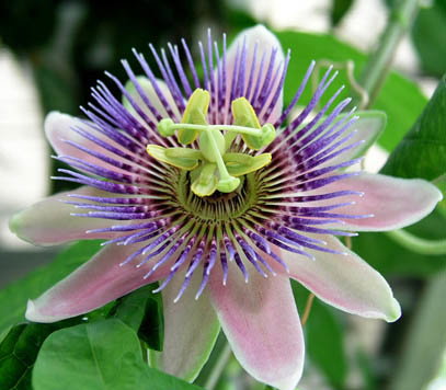 The Castle Villa By The Sea - SA Accommodation 4