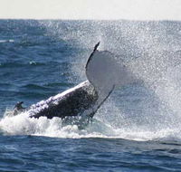 Whale Watching Sydney - SA Accommodation