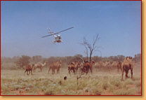 Kings Creek Station - SA Accommodation 2