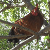 Perth City Farm Organic Markets - SA Accommodation 3