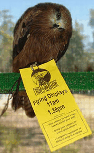 Eagles Heritage Raptor Wildlife Centre - SA Accommodation 1