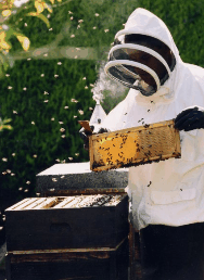 The House Of Honey - SA Accommodation 3