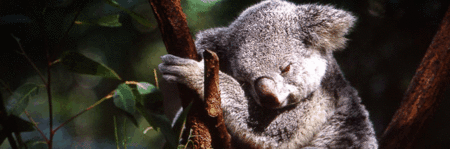Koala and River Cruise by Mirimar Cruises - SA Accommodation