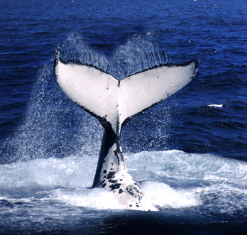 Brisbane Whale Watching - SA Accommodation 0