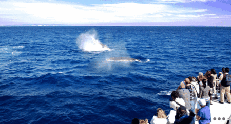 Brisbane Whale Watching - SA Accommodation 1