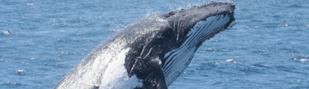 Brisbane Whale Watching - SA Accommodation 2