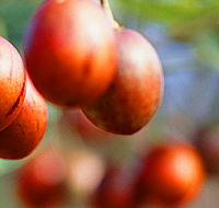 Tropical Fruit World - SA Accommodation