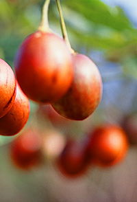 Tropical Fruit World - SA Accommodation 0