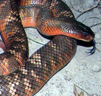 Armadale Reptile  Wildlife Centre - SA Accommodation
