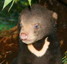 Perth Zoo - SA Accommodation