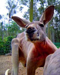 Birdland Animal Park - SA Accommodation 3