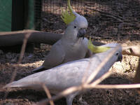 Wirrimbirra Sanctuary - SA Accommodation 1