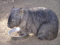 Wirrimbirra Sanctuary - SA Accommodation 2