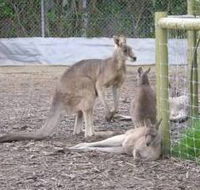 Jirrahlinga Koala  Wildlife Sanctuary - SA Accommodation