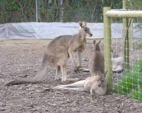 Jirrahlinga Koala & Wildlife Sanctuary - SA Accommodation 0