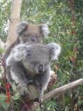 Jirrahlinga Koala & Wildlife Sanctuary - SA Accommodation 1