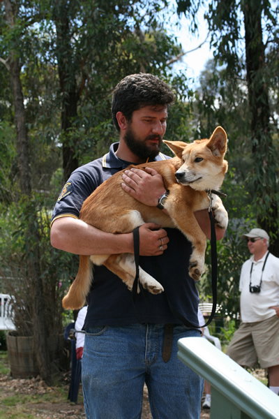 Jirrahlinga Koala & Wildlife Sanctuary - SA Accommodation 2