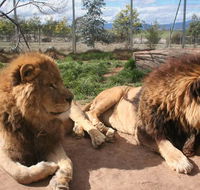 Mansfield Zoo - SA Accommodation